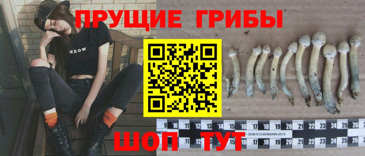 Псилоцибиновые грибы Psilocybine cubensis Кинешма